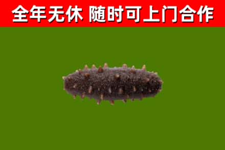 侯马烟酒回收干海参.jpg